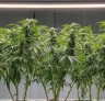 Comment appliquer la technique du Mainlining aux plantes de cannabis autofloraison