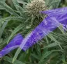 Comment les débutants peuvent facilement augmenter leur rendement de cannabis