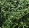 Comment utiliser la méthode Sea of Green pour maximiser le rendement de votre cannabis à floraison rapide
