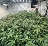 ScrOG vs. SOG : quelle méthode de palissage du cannabis offre le meilleur rendement ?