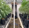 Lollipopping du cannabis : quand et comment tailler pour des têtes denses