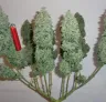 Mainlining du cannabis: guide visuel étape par étape