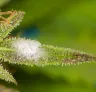 Comment se débarrasser de la moisissure sur les plantes cannabis ?