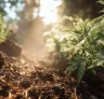 Comment appliquer des méthodes de culture biologique aux variétés de cannabis