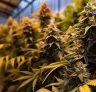Graines de cannabis photopériodiques expliquées : comment les cycles lumineux contrôlent votre récolte