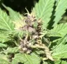Méthodes de Culture d'Autofloraison pour Cultivateurs Avancés