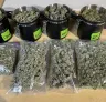 Comment tailler le cannabis : le guide ultime du manucurage à l’humide vs. à sec