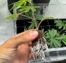Culture monstrueuse : comment cloner des plantes à fleurs pour une croissance explosive