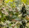 10 Variétés Autofloraison les Plus Puissants avec Jusqu'à 37% de THC 🤯