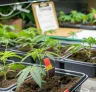 Étude : Comment les taux d’azote influencent les rendements du cannabis CBD