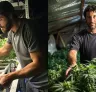 Étude : Comment les petits cultivateurs de cannabis partagent leur récolte dans le monde