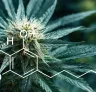 Étude : Quantification des niveaux de THC dans différentes variétés de Cannabis Sativa