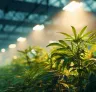 Étude : L’impact des fortes intensités lumineuses pendant la phase végétative