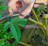 Super Cropping vs Topping : Quelle technique offre les meilleurs rendements en cannabis ?