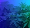 Top 5 des graines de cannabis féminisées les plus faciles pour débutants