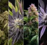 Top 6 des variétés indica les plus relaxantes pour le sommeil et le soulagement du stress