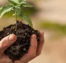 Guide pour la Transplantation de Plantes de Cannabis