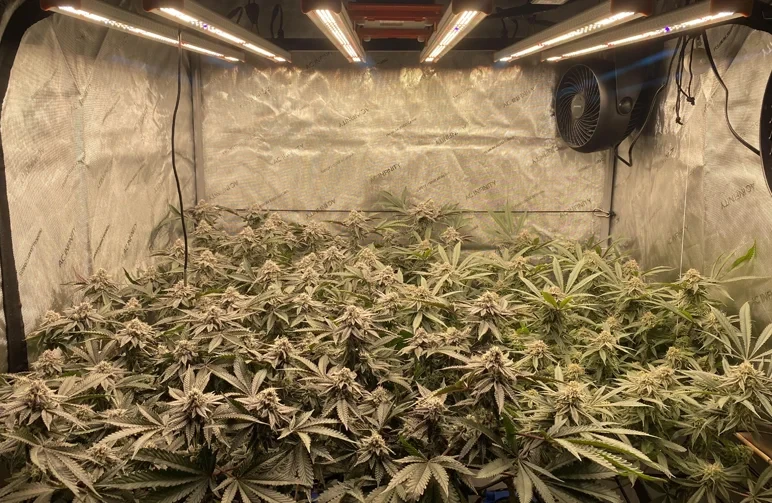 Guide avancé de formation des plants de cannabis : le guide ultime pour maximiser les rendements