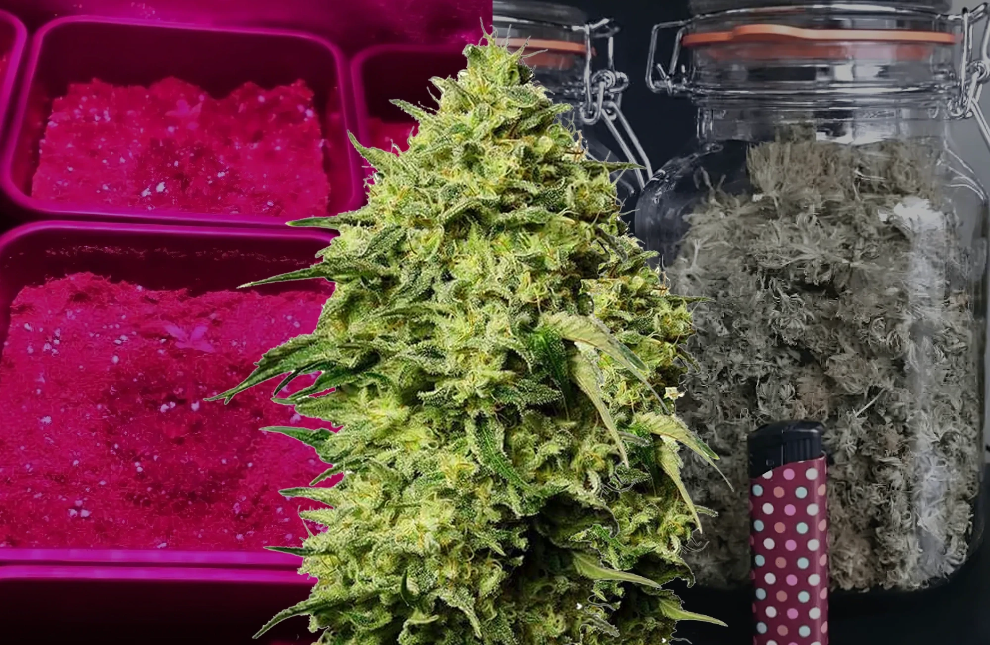 Amnesia Haze Journal de Culture Semaine par Semaine