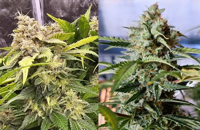 Autofloraison vs. graines féminisées : le guide comparatif ultime