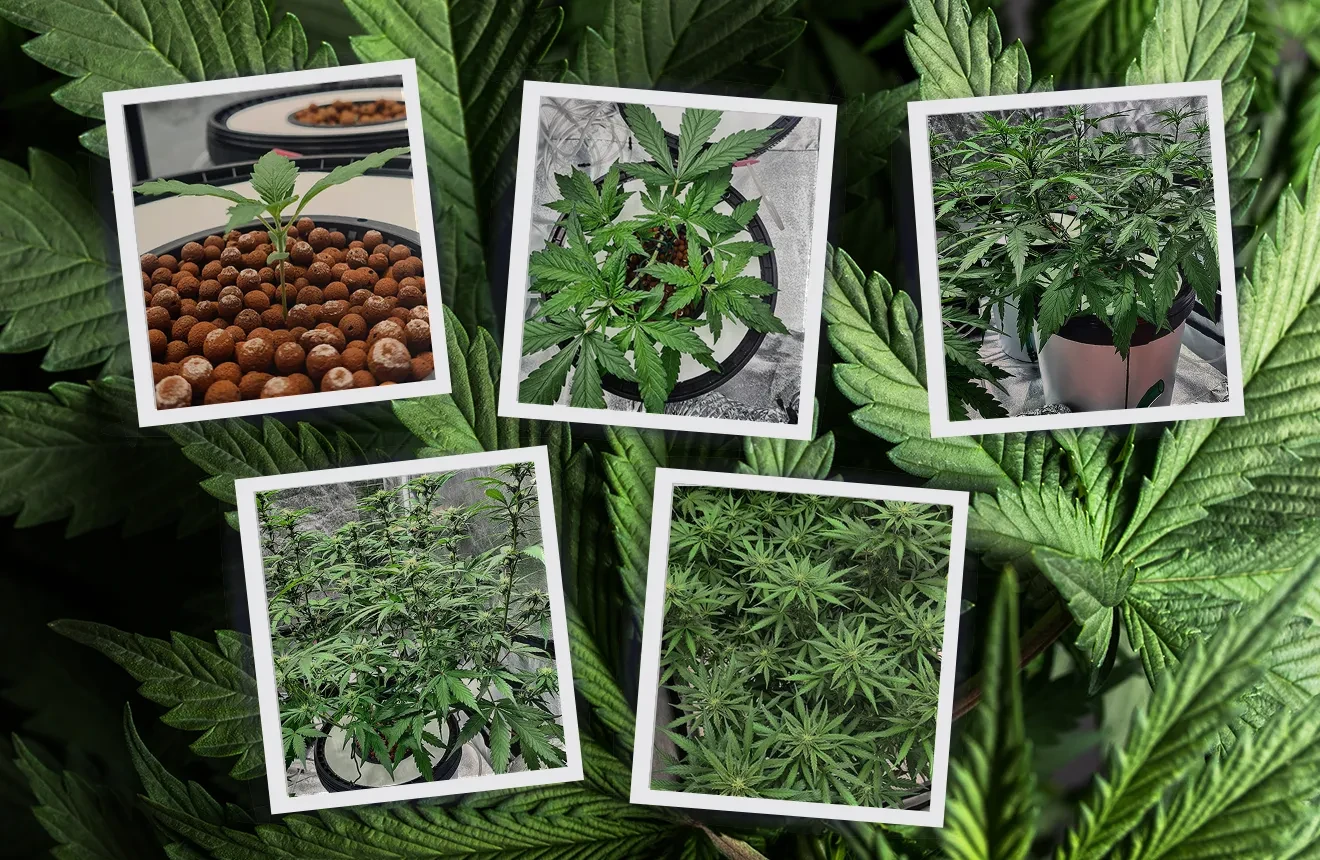 Autofloraison Cycle de vie avec photos semaine par semaine