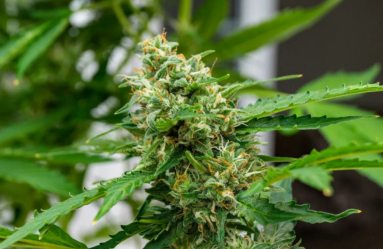 Autoflower Nutriments : le guide complet et programme de fertilisation pour de meilleurs rendements