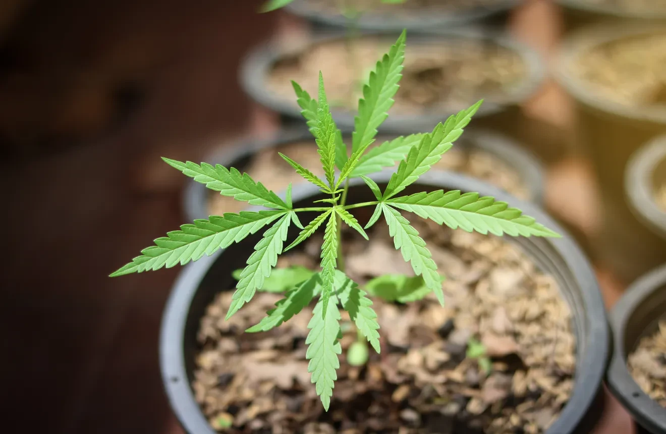 Le guide ultime des tailles de pots pour autofloraison : meilleurs rendements, plantes en meilleure santé