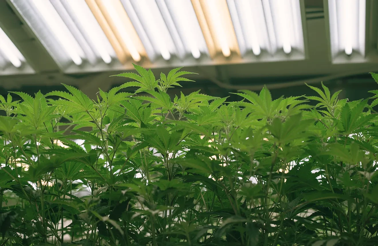 The Ultimate Guide des cycles lumineux pour autofloraison : maximisez vos rendements