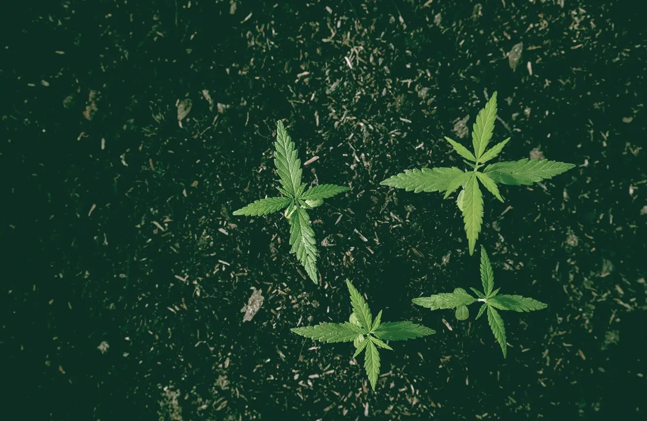 Le meilleur sol pour cultiver du cannabis : le guide complet du cultivateur pour 2026