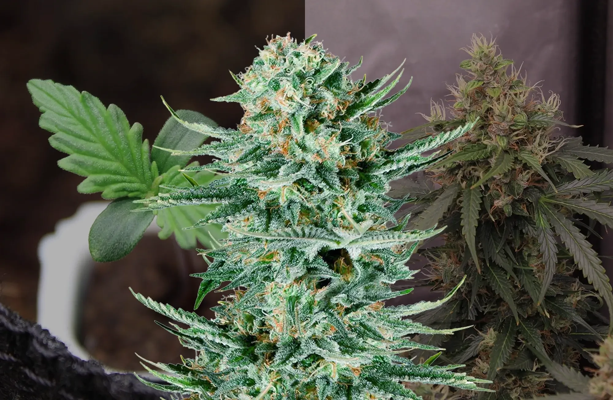 Blue Dream Auto Journal de Culture Semaine par Semaine