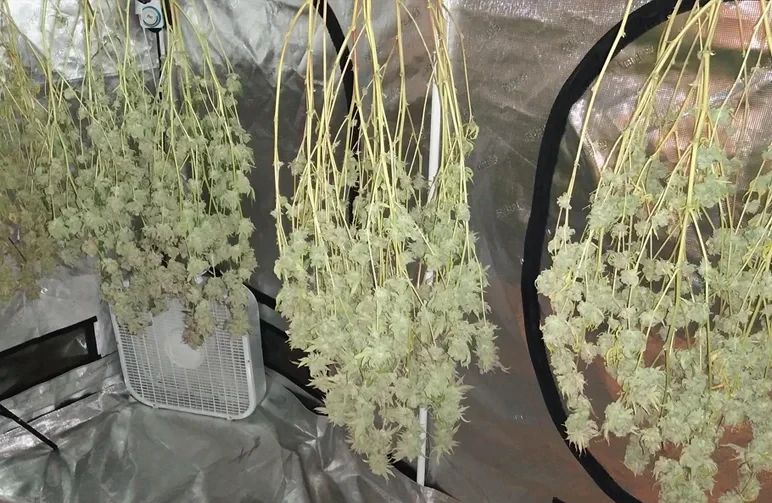 Le guide complet de la récolte, de la taille, du séchage et de l’affinage du cannabis (2026)