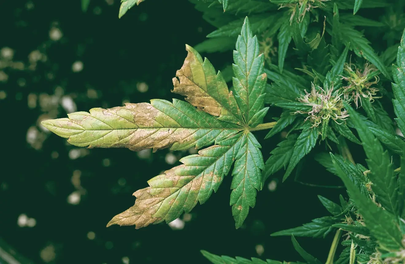 Carences et toxicités en nutriments du cannabis : un guide pratique pour diagnostic et des solutions rapides