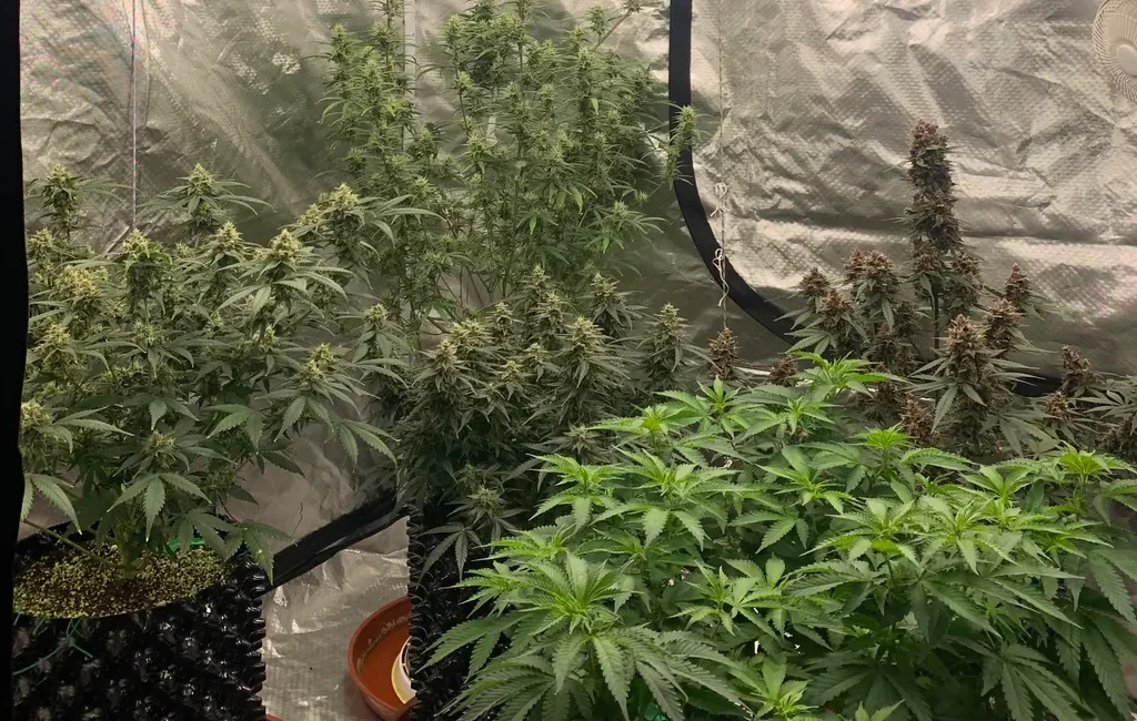 Le guide ultime sur la génétique du cannabis, les phénotypes et la sélection