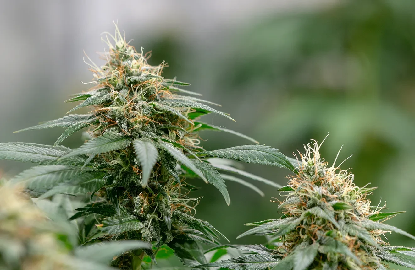 5 Variétés Autofloraison pour une Croissance Rapide ⌛