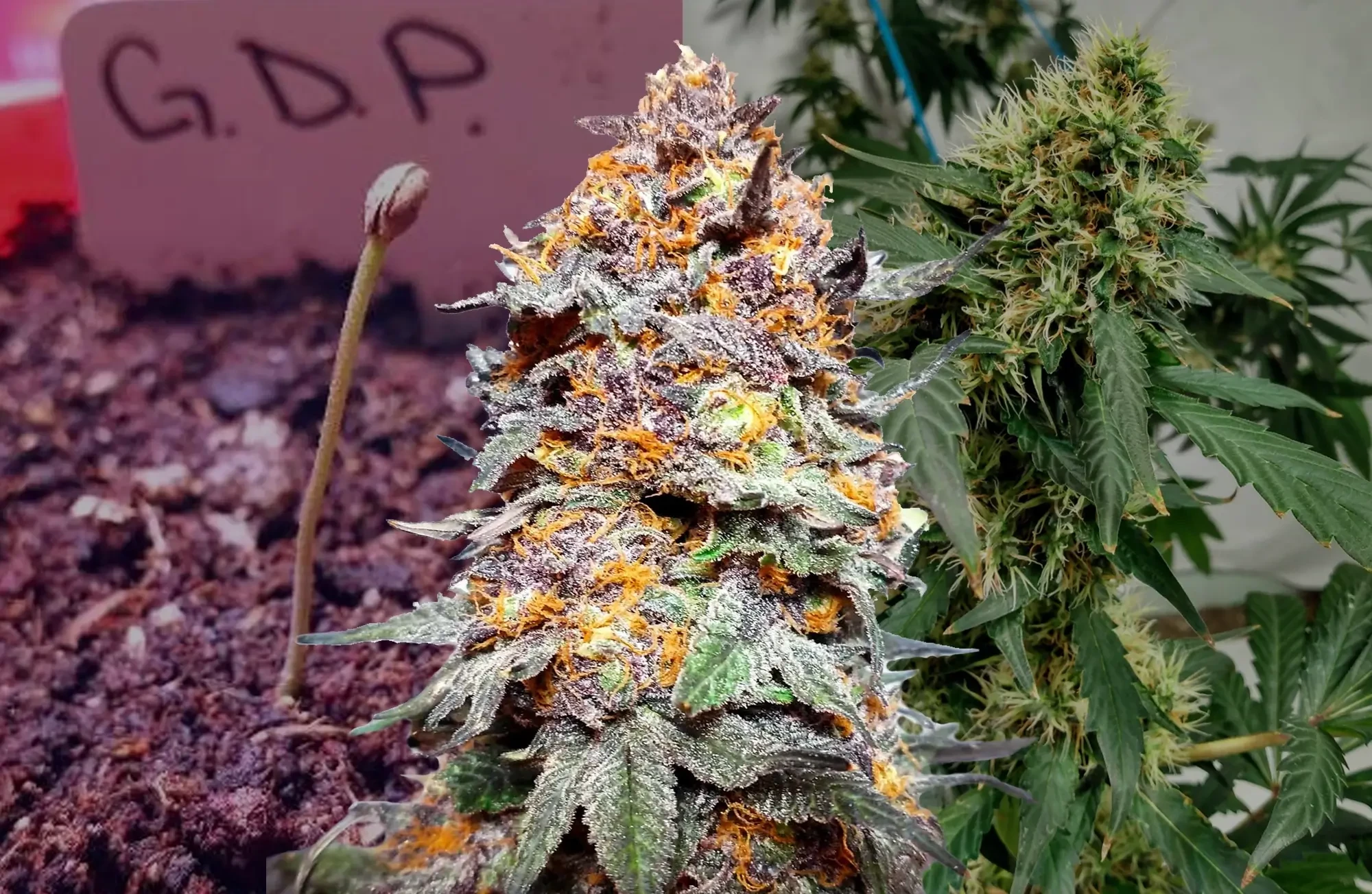 Journal de Culture Granddaddy Purple Semaine par Semaine