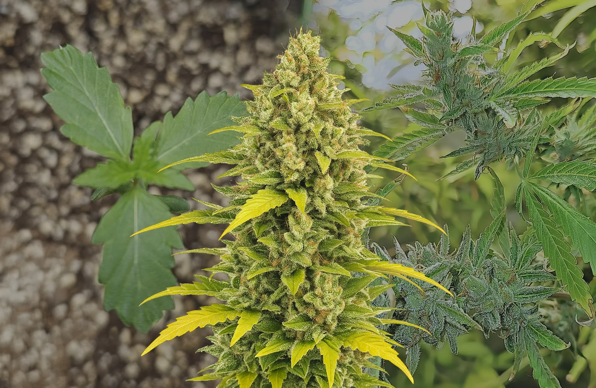 Acapulco Gold Auto - Journal de Culture Semaine par Semaine & Avis sur la Variété