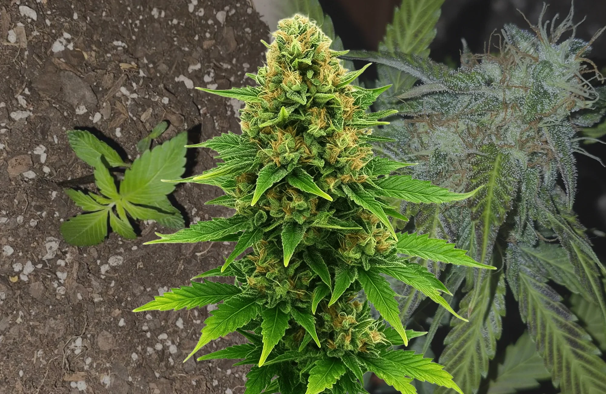 Amnesia Haze x Blueberry Auto – Journal de Culture Semaine par Semaine & Avis sur la Variété