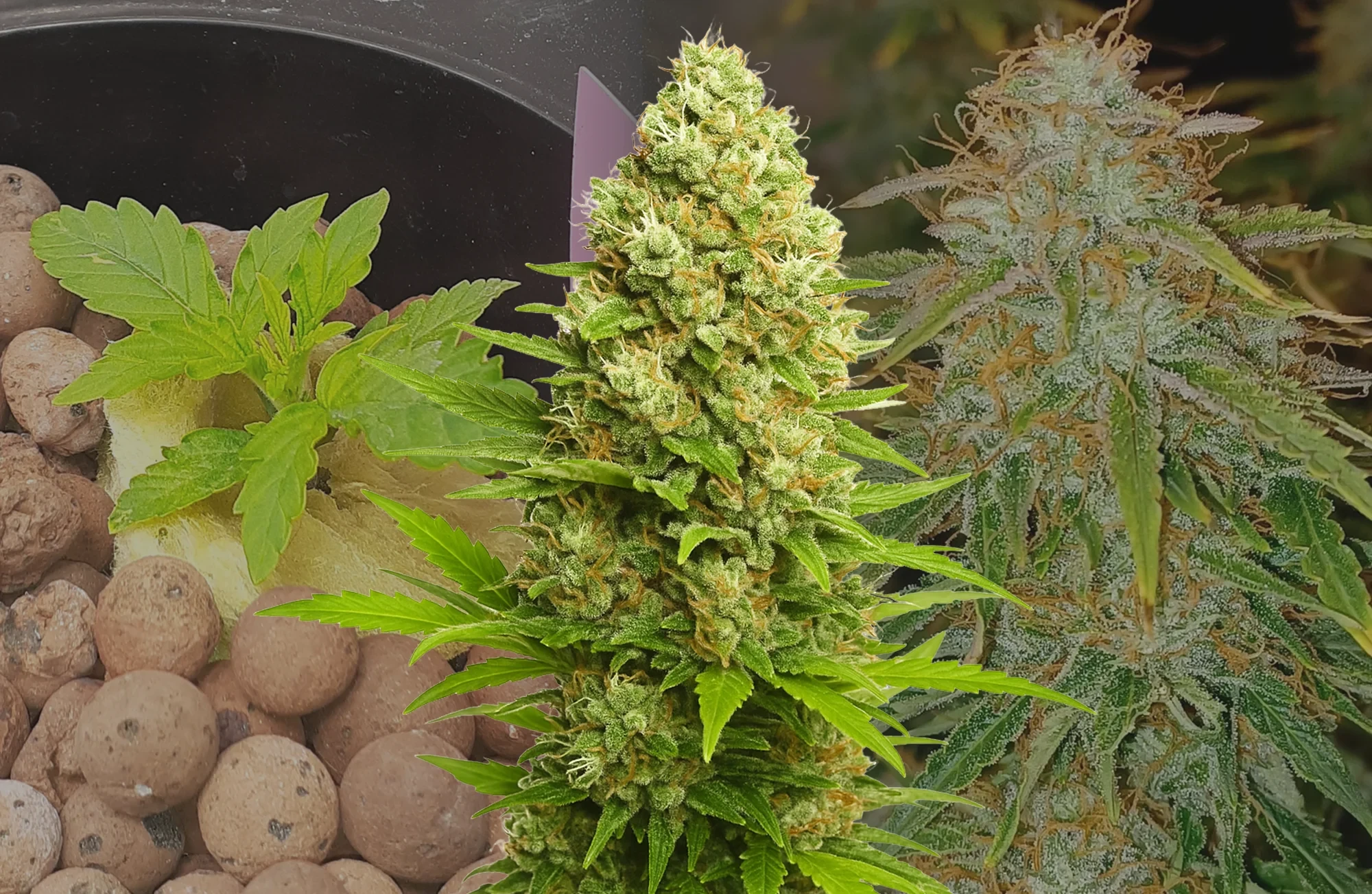 Banana Kush Auto Journal de Culture Semaine par Semaine