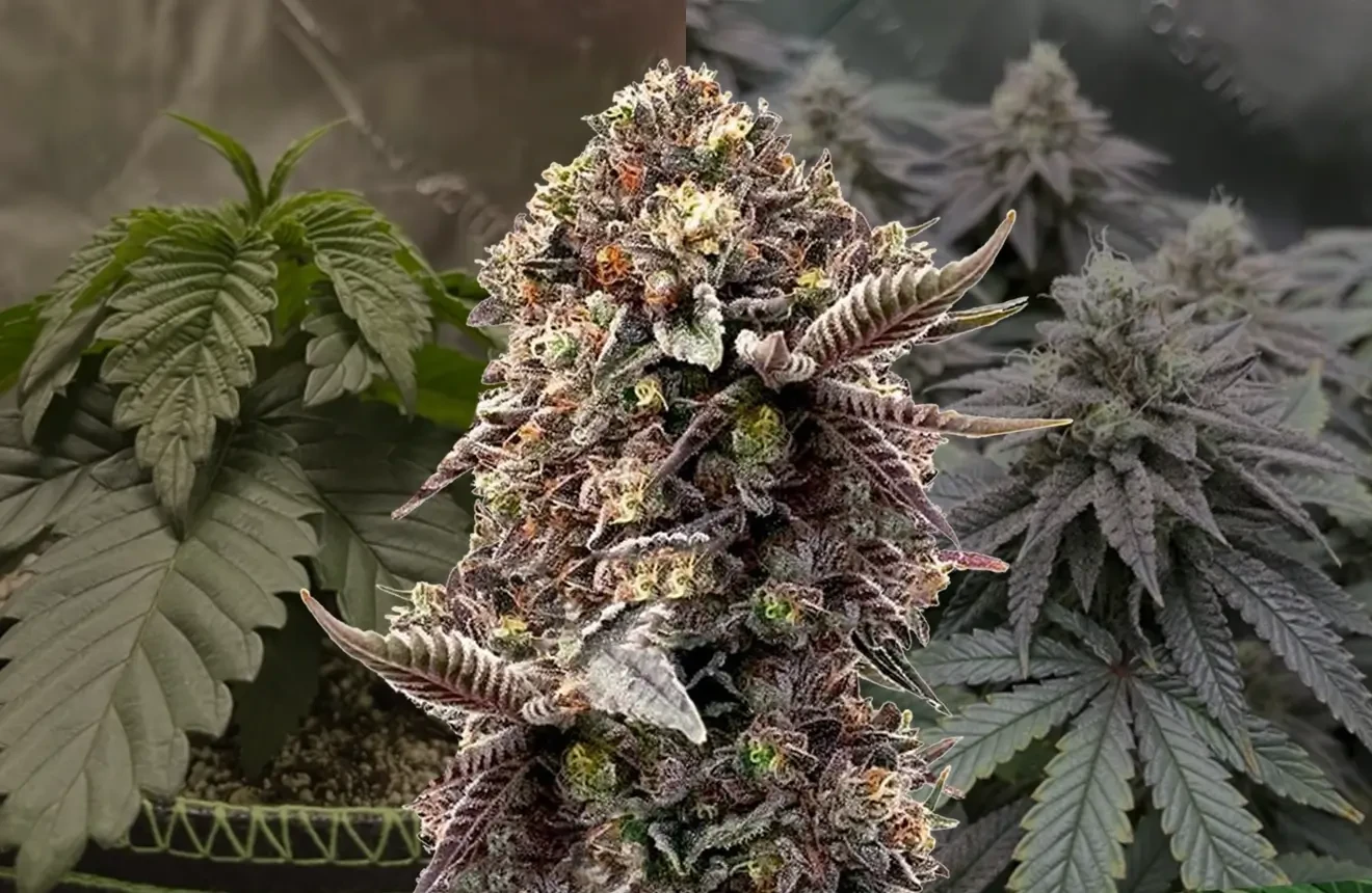 Blackberry Moonrocks Journal de Culture Semaine par Semaine