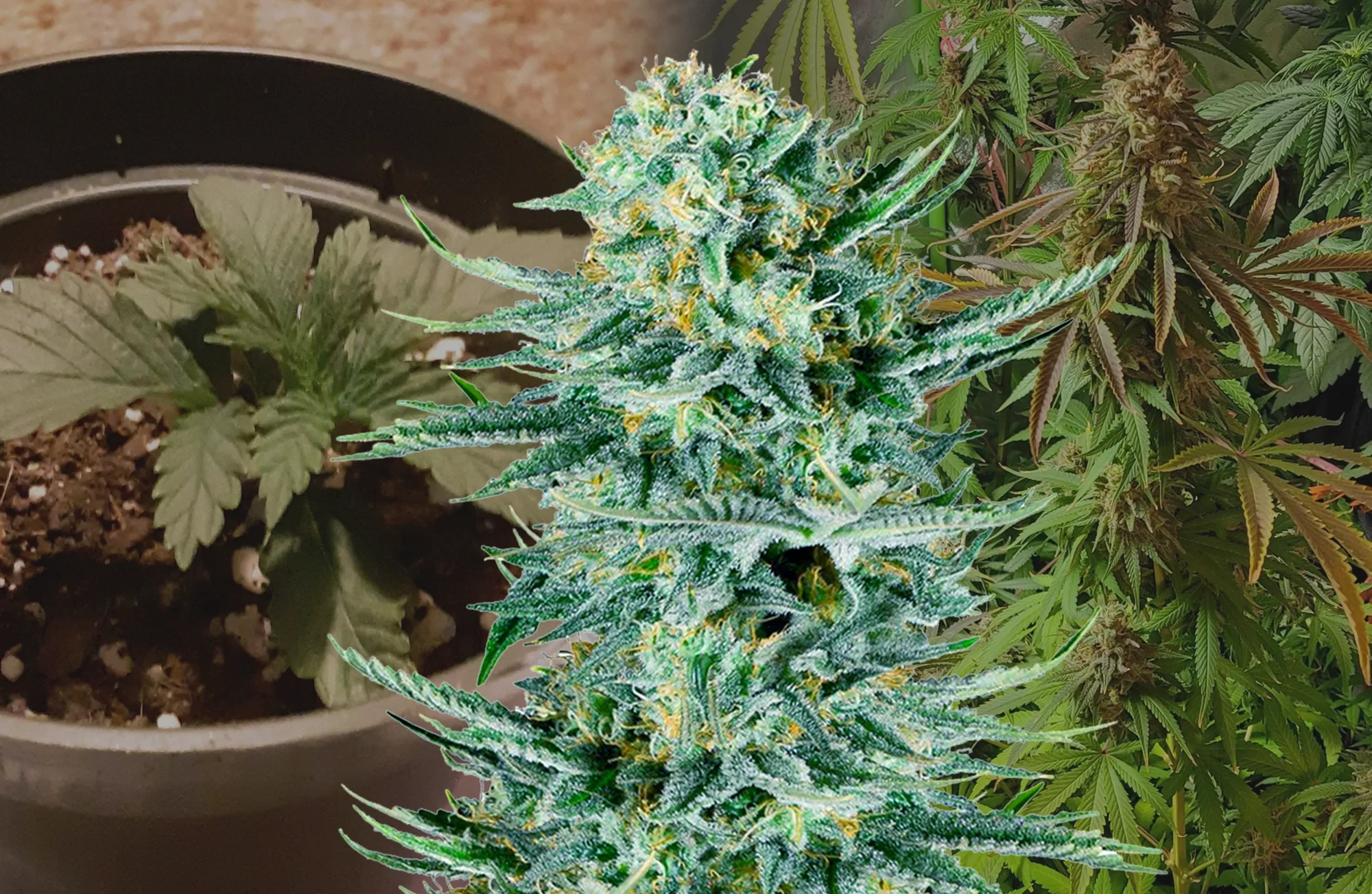 Blue Dream – Journal de culture semaine par semaine & analyse de la variété