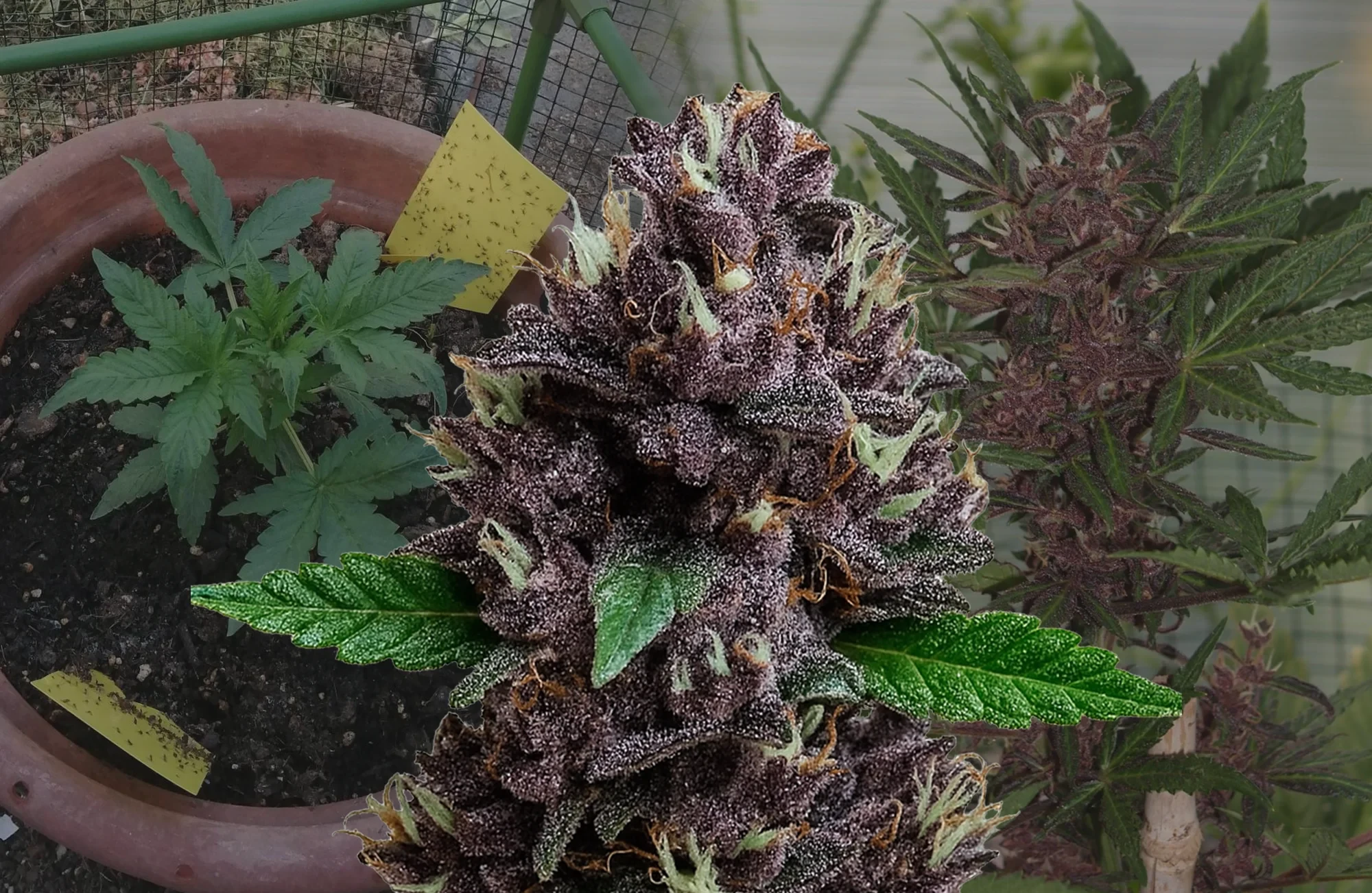 CBD Purple Kush Auto - Journal de Culture Semaine par Semaine & Avis sur la Variété