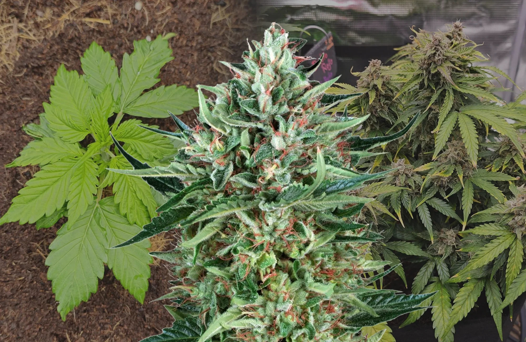 Cherry Pie Auto – Journal de culture semaine par semaine & revue de la variété
