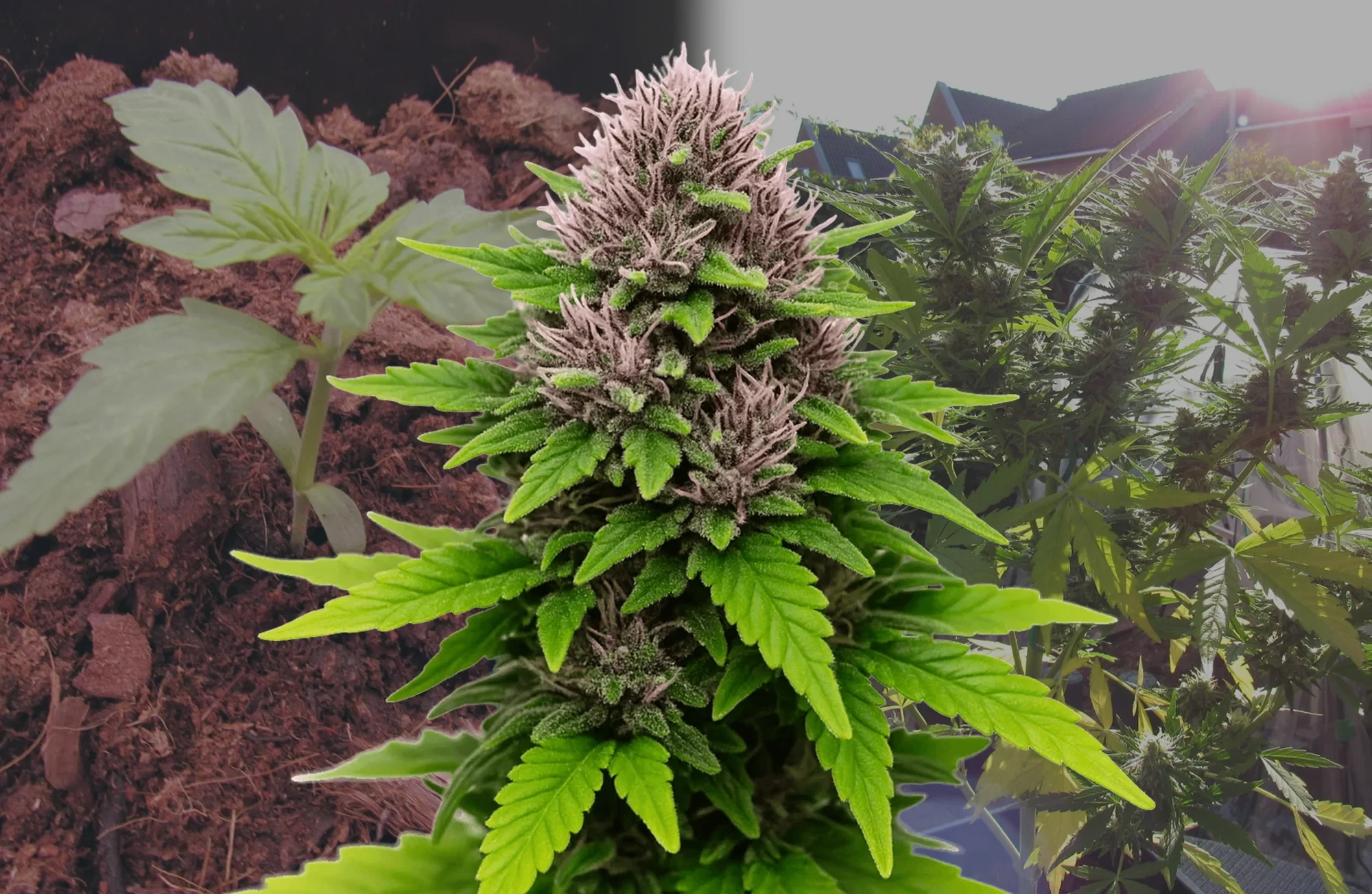 Critical Purple Auto - Journal de Culture Semaine par Semaine & Avis sur la Variété