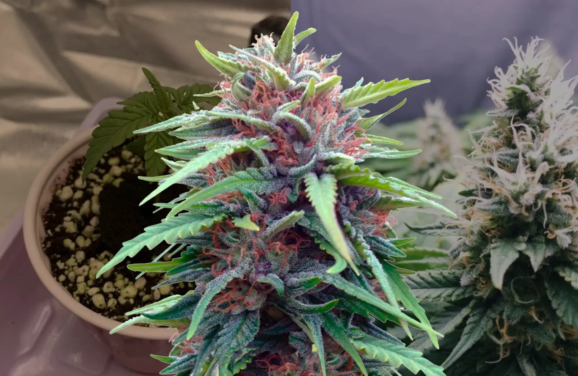 Journal de culture Durban Poison semaine par semaine