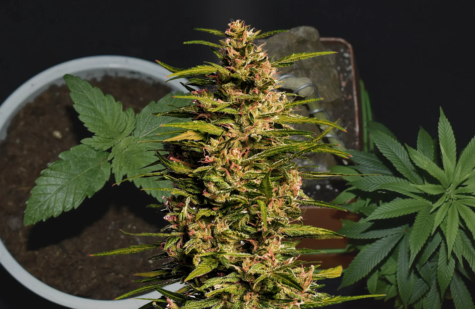 Fruity Pebbles - Journal de Culture Semaine par Semaine & Avis sur la Variété