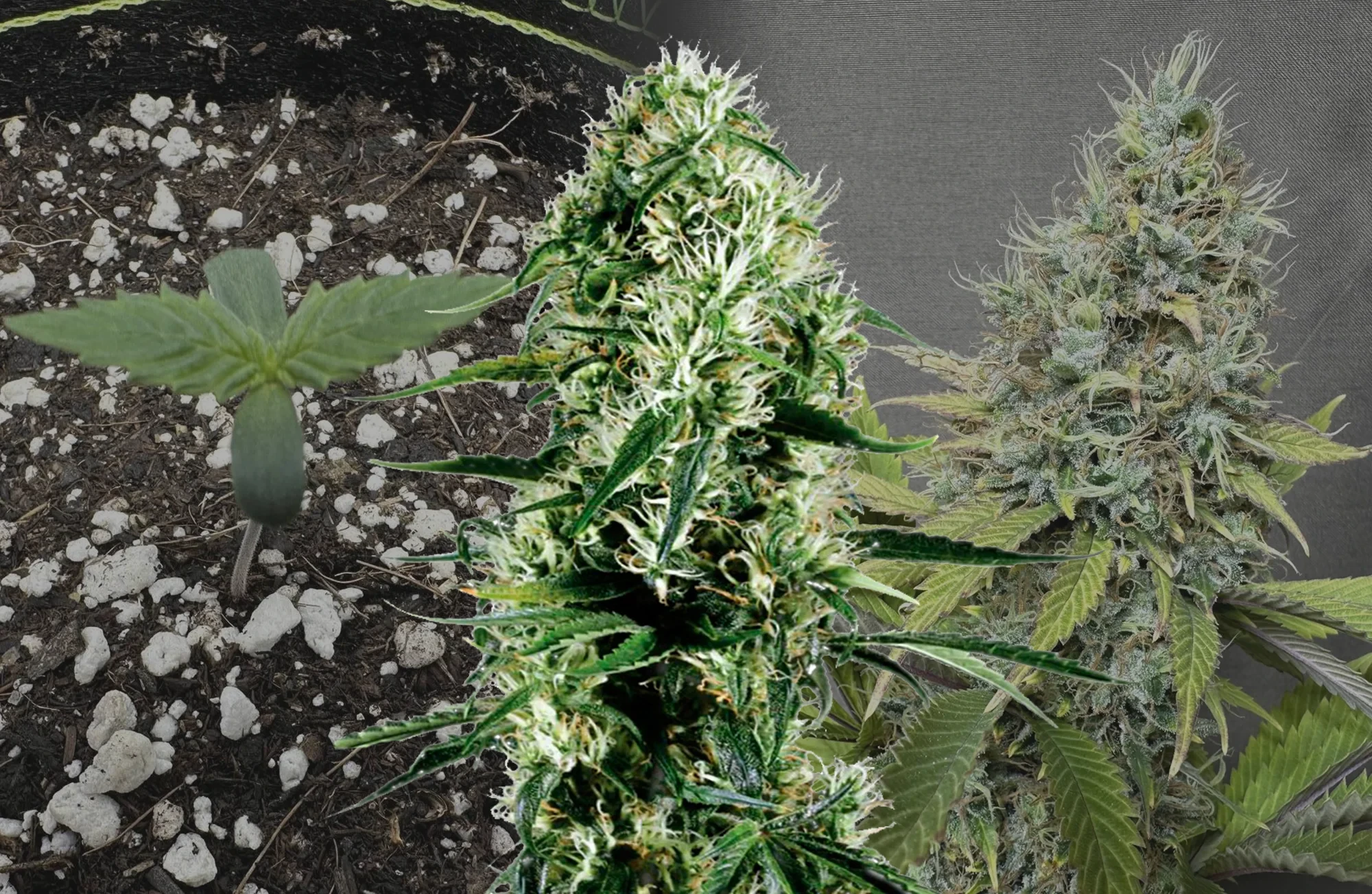 Ghost Train Haze - Journal de Culture Semaine par Semaine & Avis sur la Variété