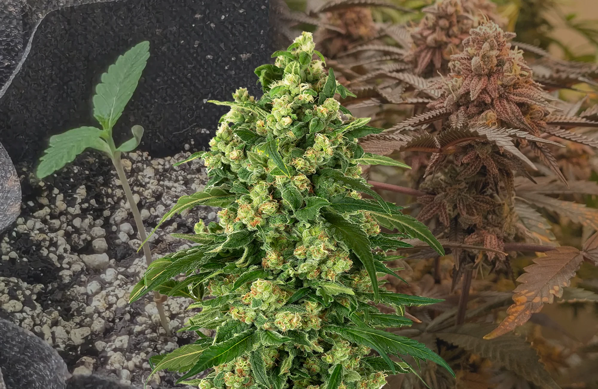Girl Scout Cookies - Journal de Culture Semaine par Semaine & Avis sur la Variété