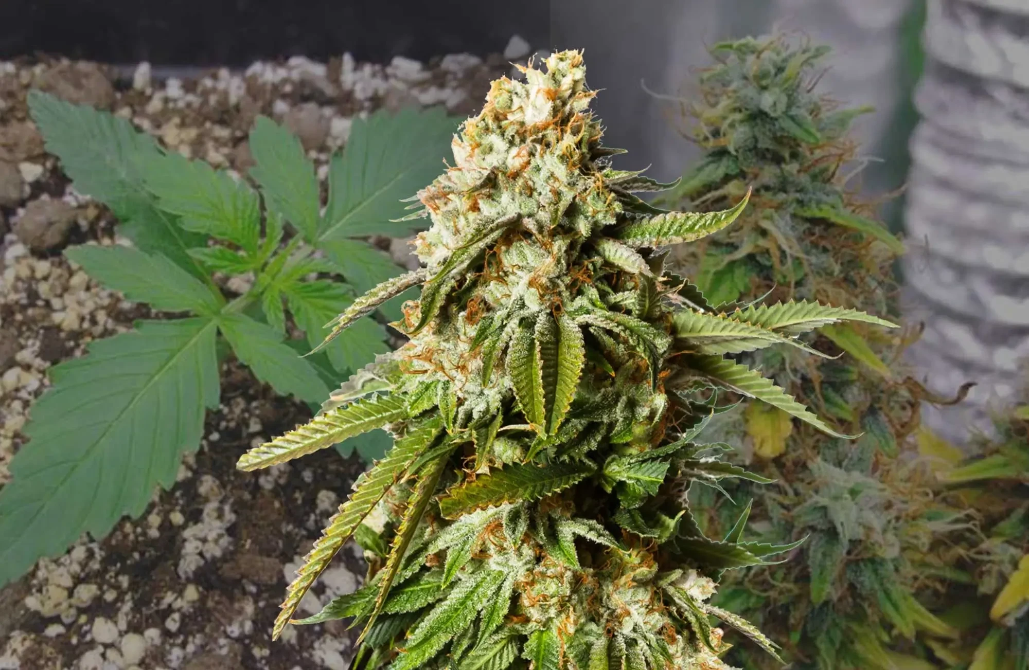 Journal de culture Gorilla Glue Auto semaine après semaine