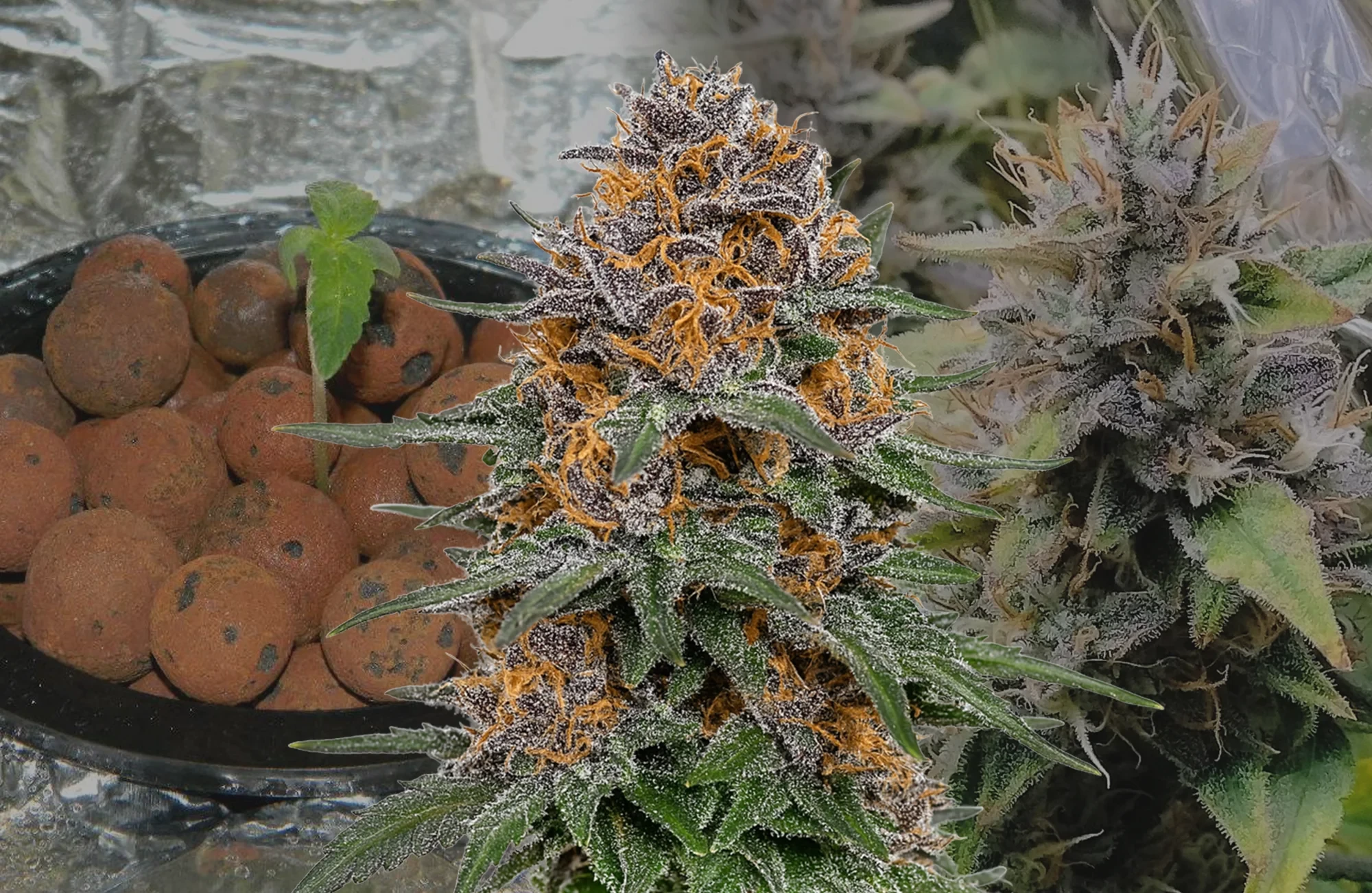 Granddaddy Purple Auto – Journal de culture semaine par semaine & revue de la variété