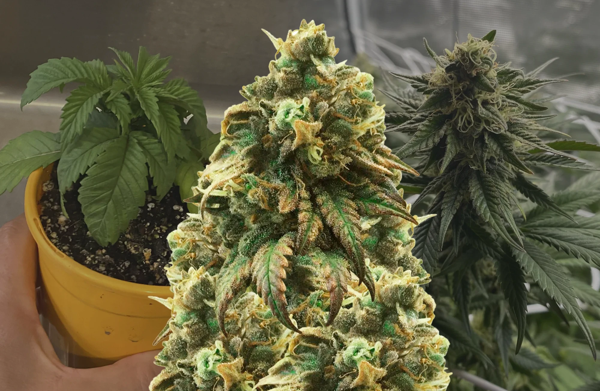 Green Crack Journal de Culture Semaine par Semaine
